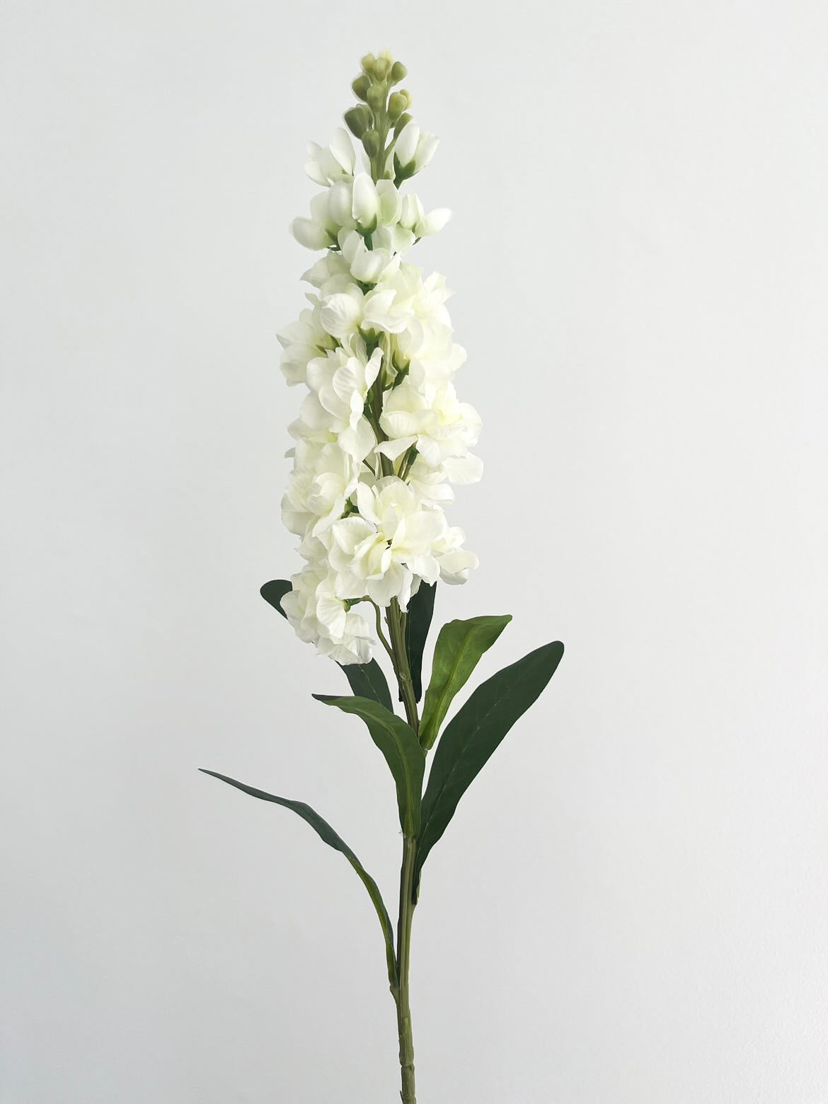 Hyacinth
