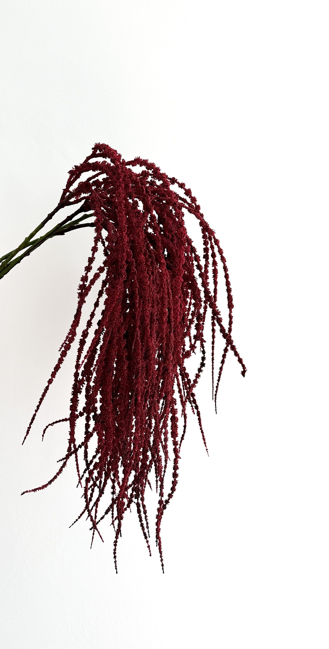Bordeaux Amaranthus