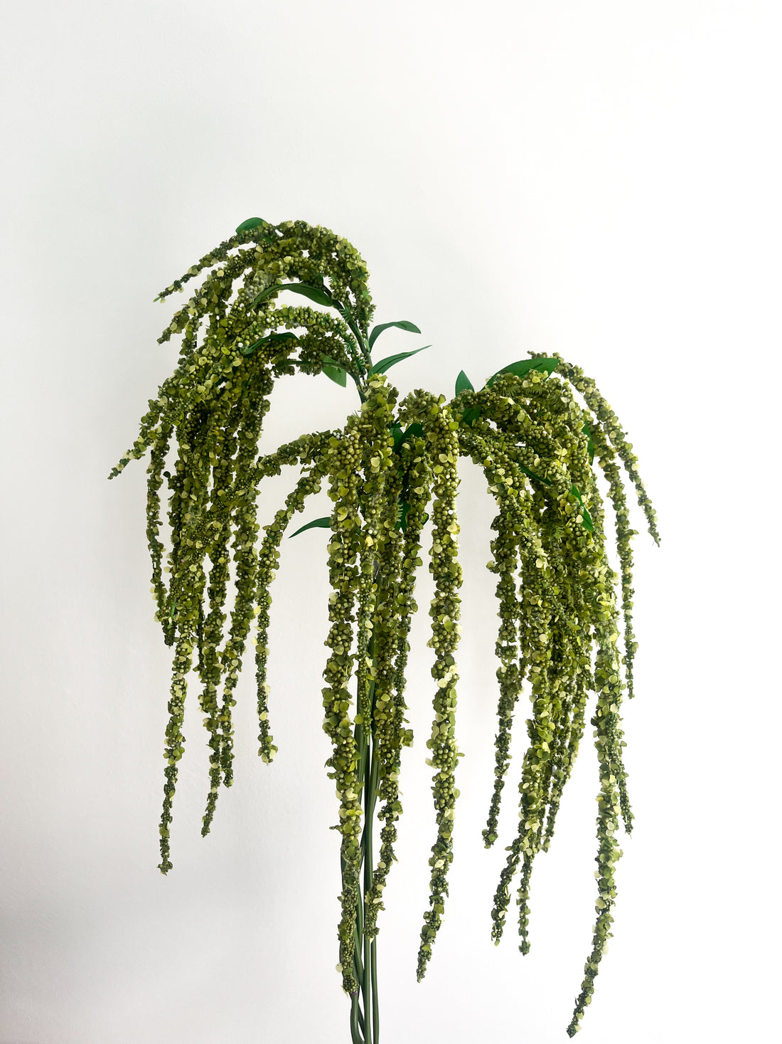 Green Amaranthus