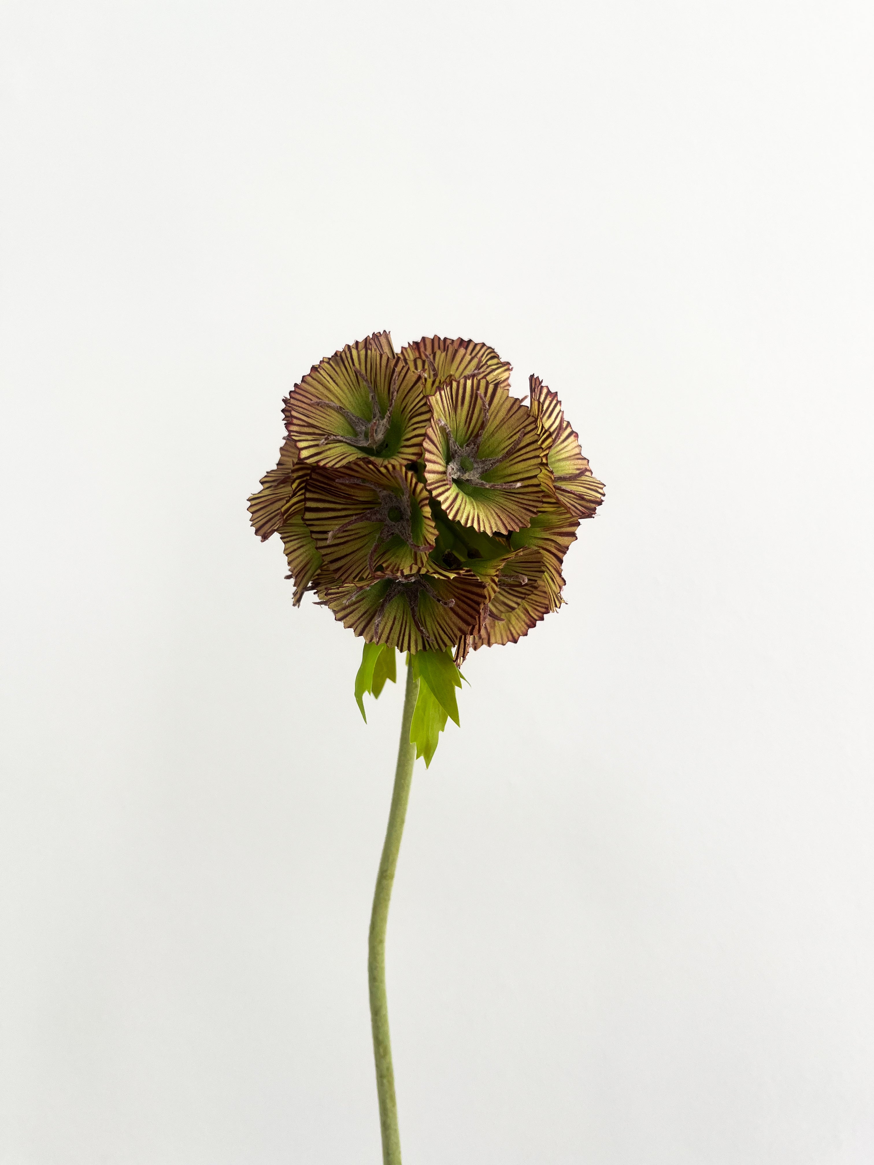 Scabiosa