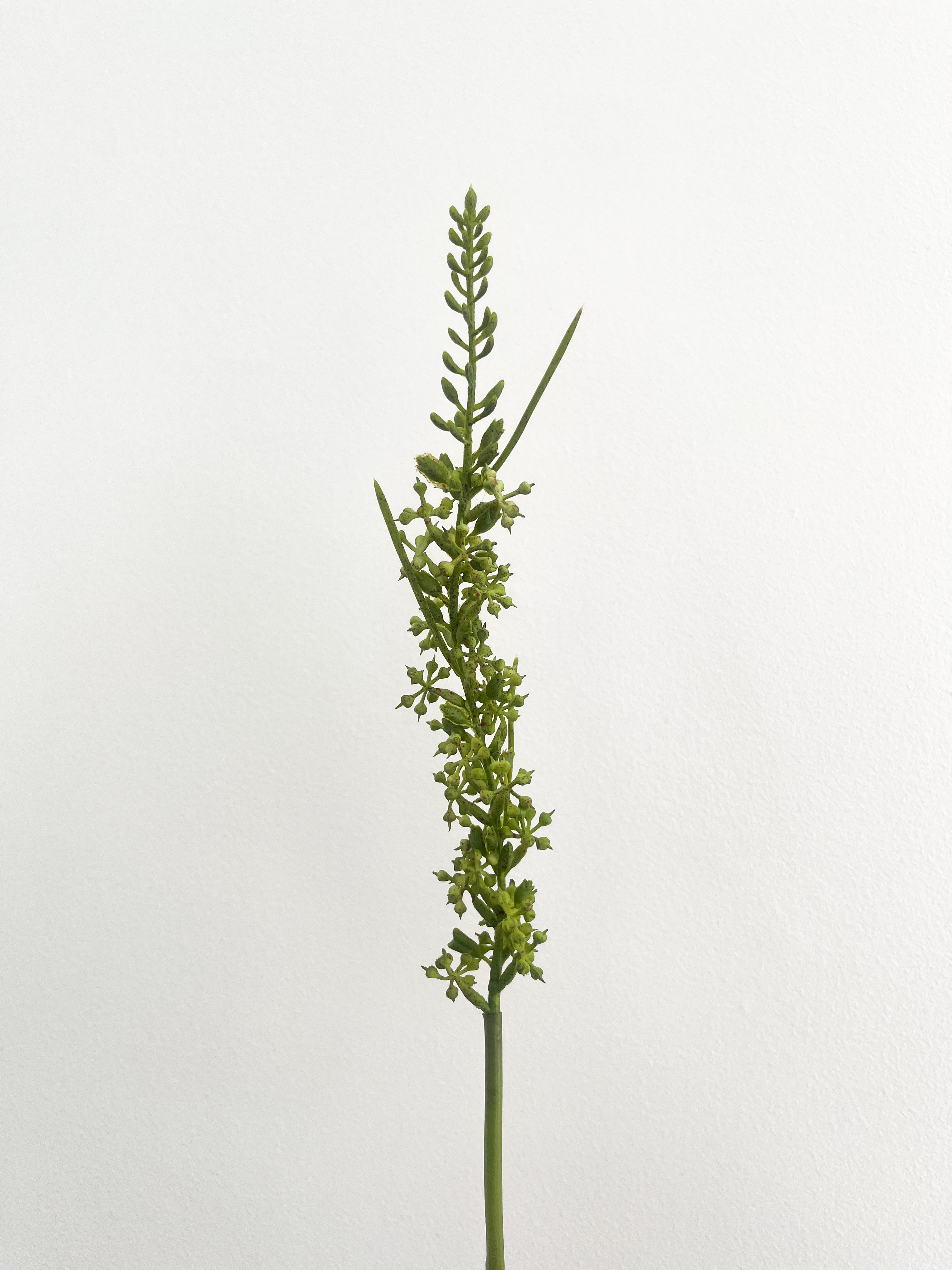 Green Branch