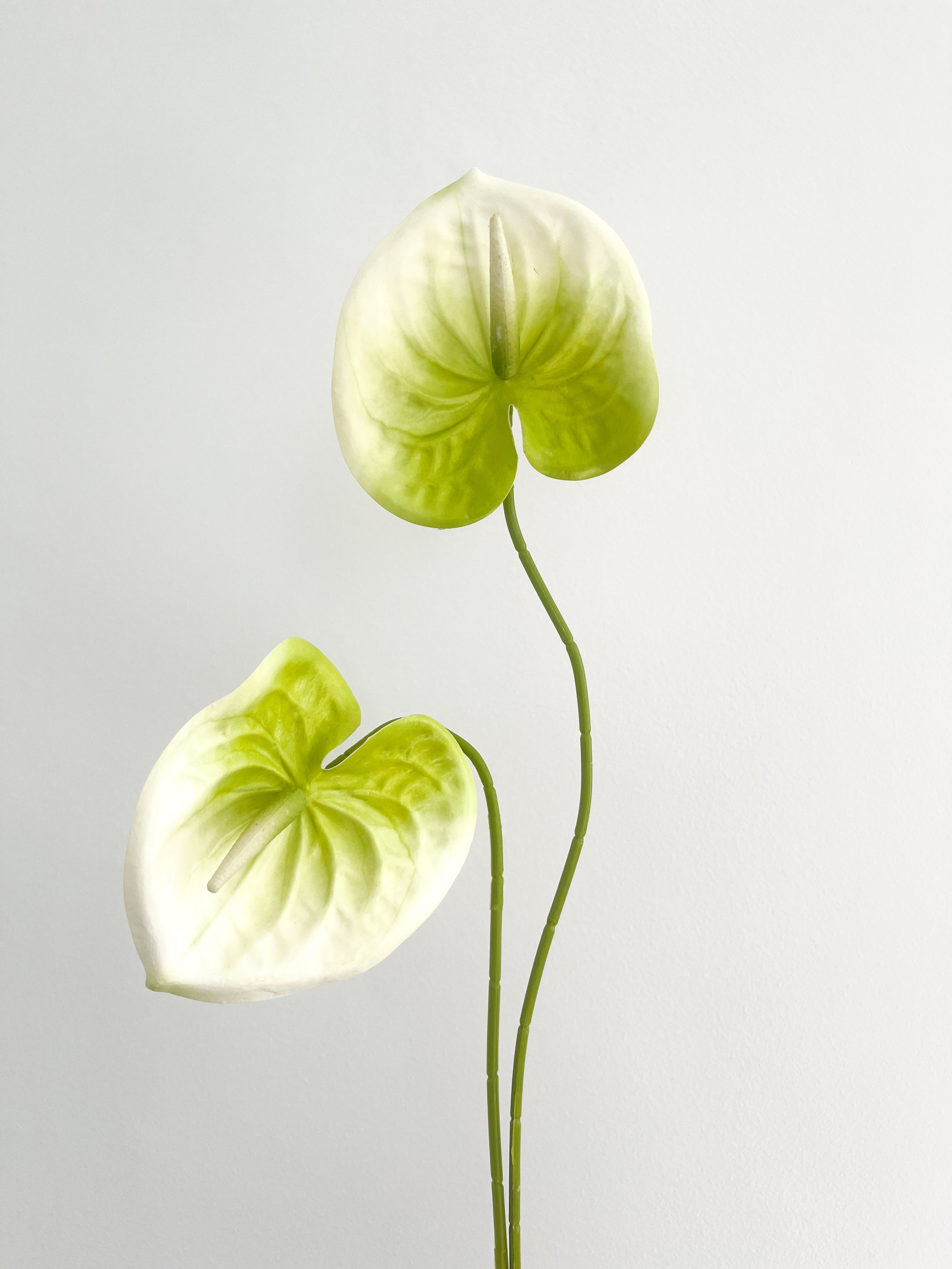 Green Anthurium