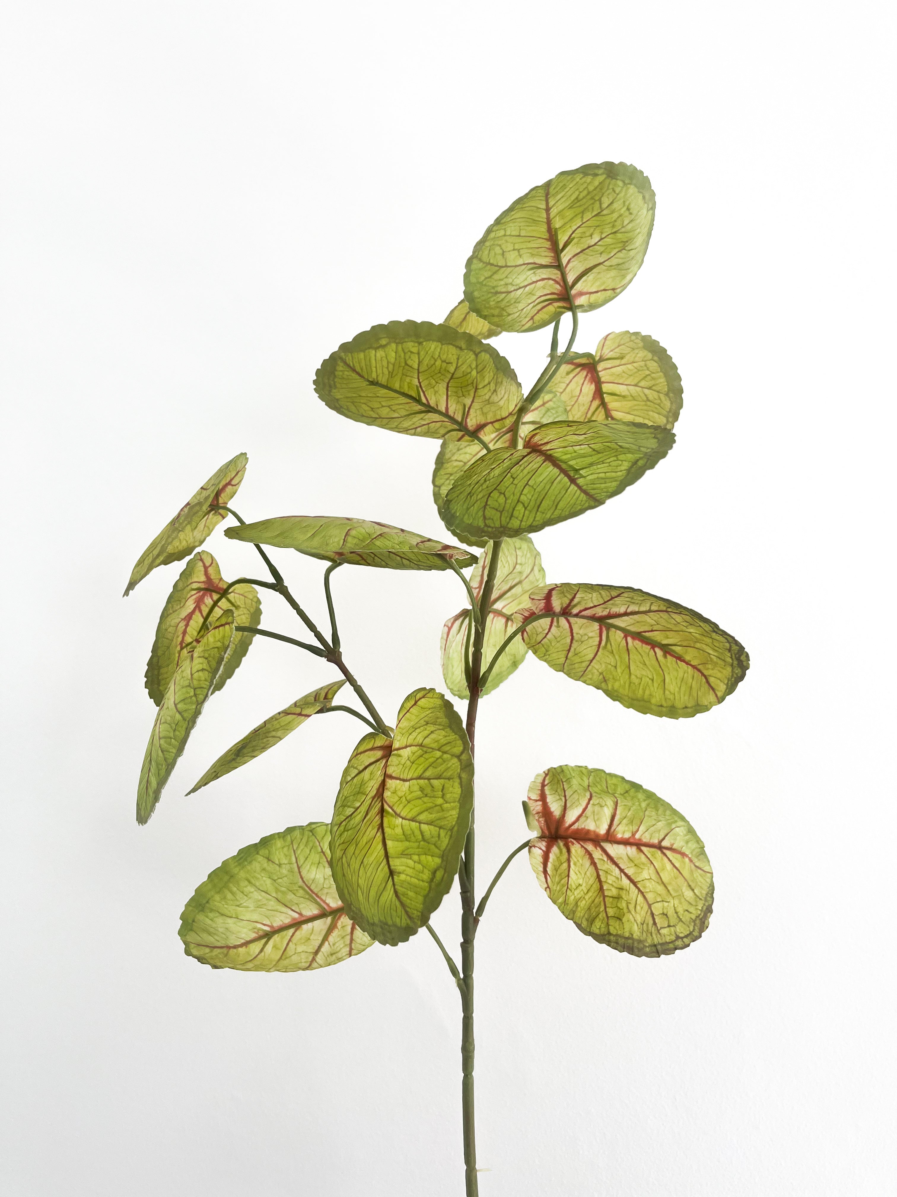 Bordeaux Leaves
