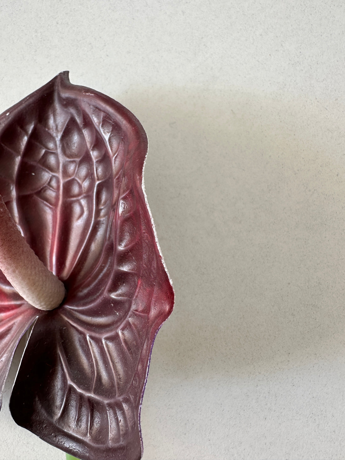 2. sortering - Bordeaux Anthurium