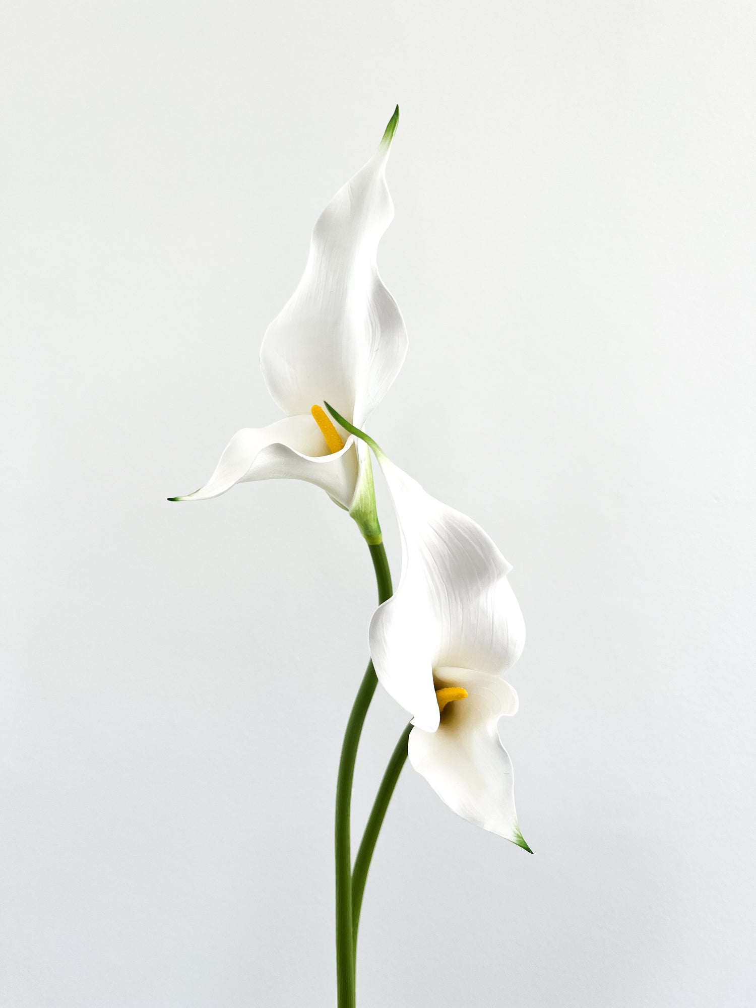 Calla Lily