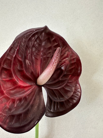2. sortering - Bordeaux Anthurium