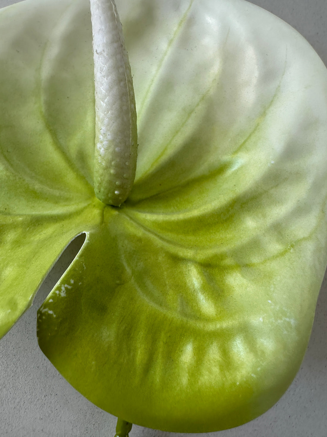 2. sortering - Green Anthurium